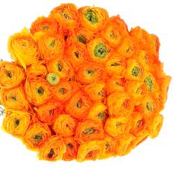 Ranunkel orange Cloni Ex Mandari 40cm