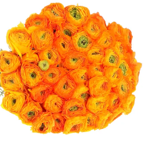 Ranunkel orange Cloni Ex Mandari 40cm