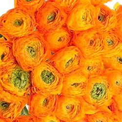 Ranunkel orange Cloni Ex Mandari 40cm