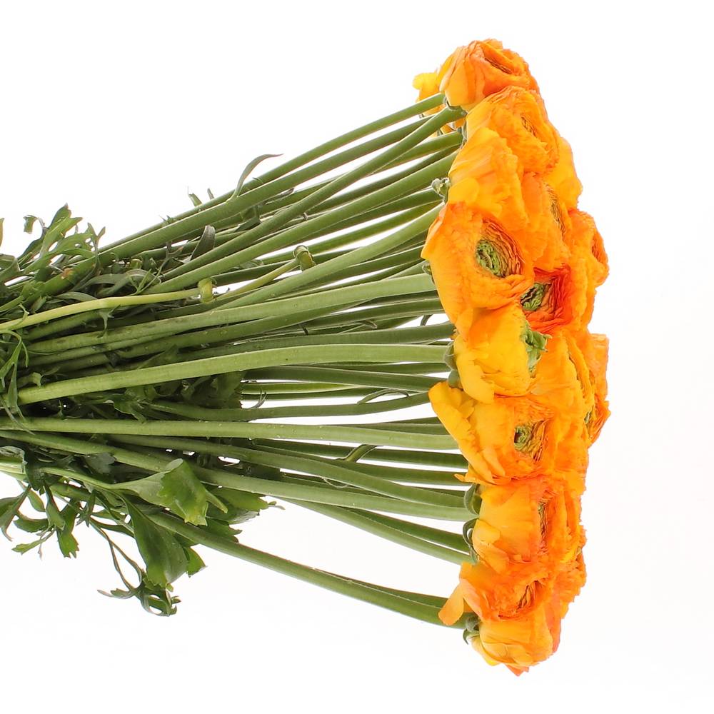 Ranunkel orange Cloni Ex Mandari 40cm