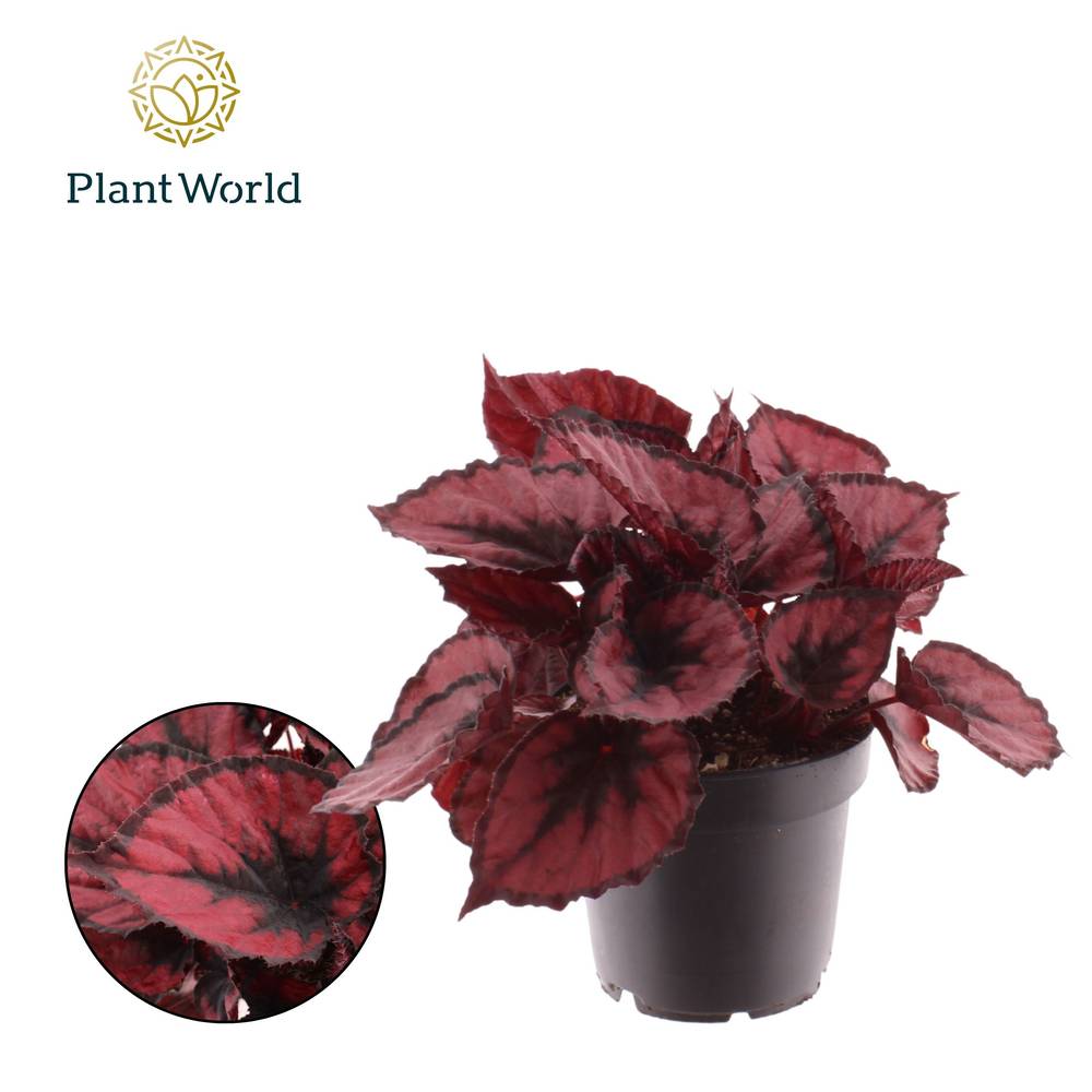 Begonie Rex Red Kiss T12 H025