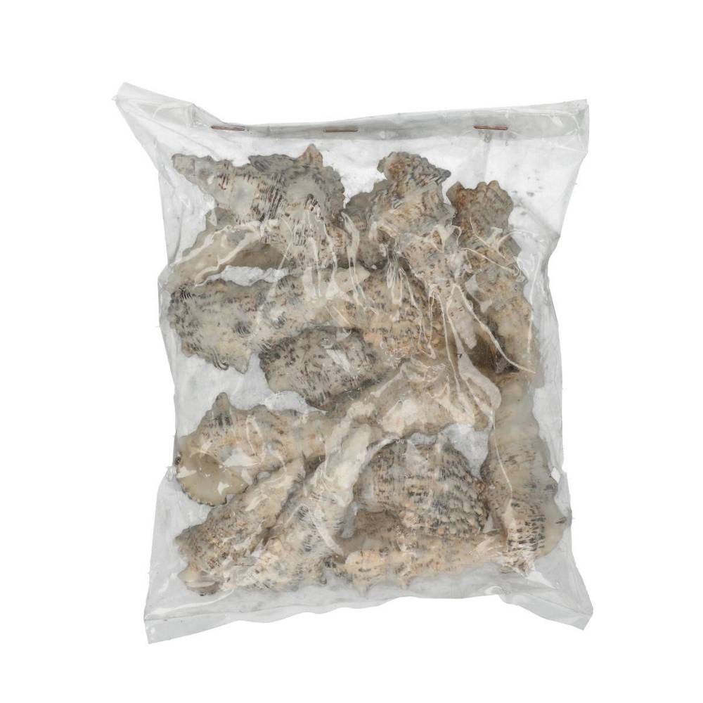 Muschel Cerethium Nodolosum 500gr