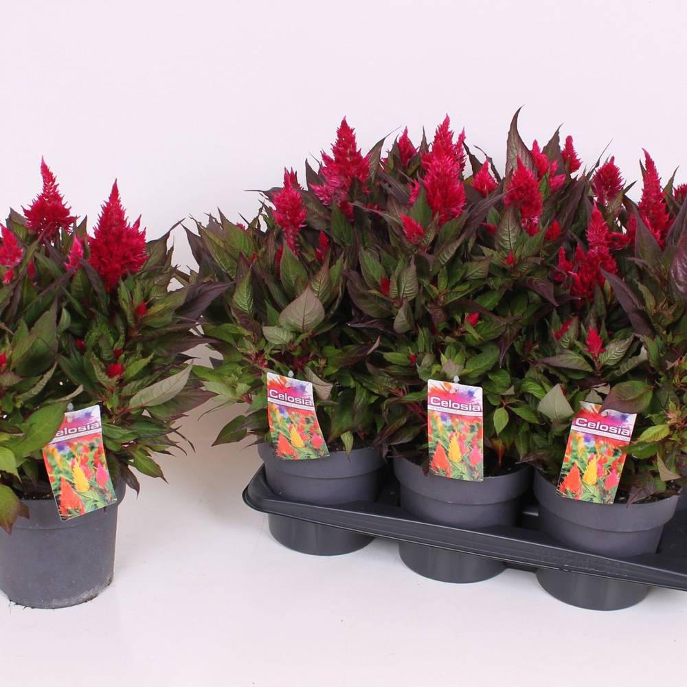 Celosia rot Kelos Atomic T17 H040