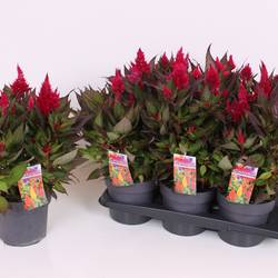 Celosia rot Kelos Atomic T17 H040