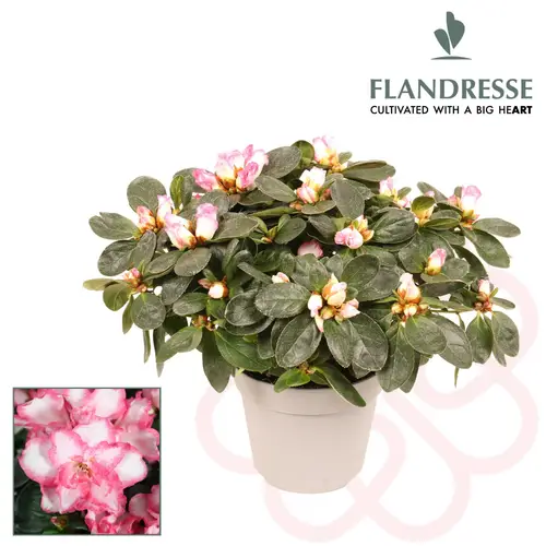 Azalea rosa weiss T12 H025