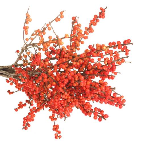 Ilex orange Winter Gold 50cm