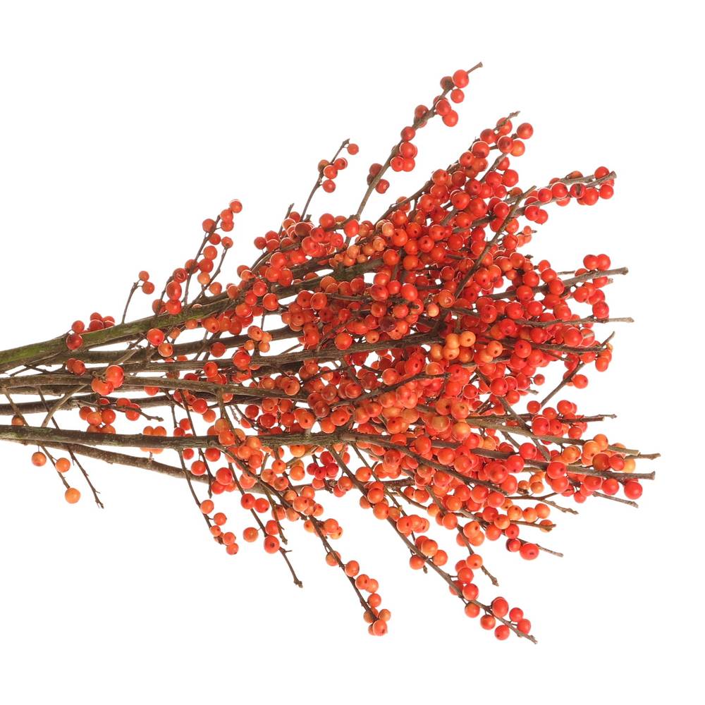 Ilex orange Winter Gold 50cm