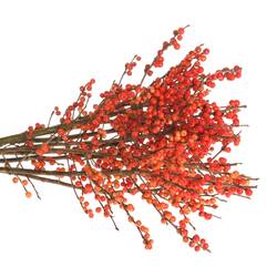 Ilex orange Winter Gold 50cm