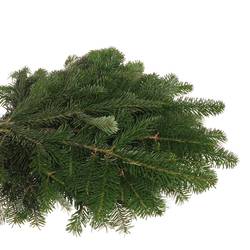 Tanne Nordmann Handbunde x15 500 gramm