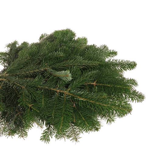 Tanne Nordmann Handbunde x15 500 gramm