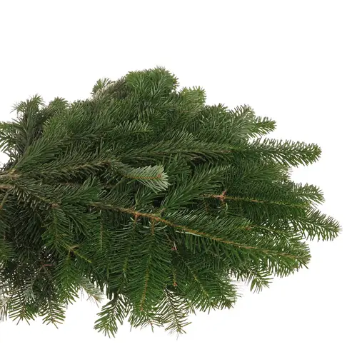 Tanne Nordmann Handbunde x15 500 gramm