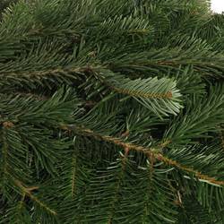 Tanne Nordmann Handbunde x15 500 gramm