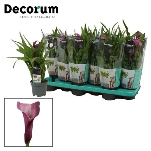 Calla dunkel lila Paco T10,5 H30