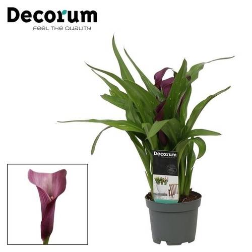 Calla dunkel lila Paco T10,5 H30