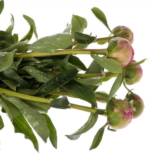 Pfingstrose pink Jazz 60cm