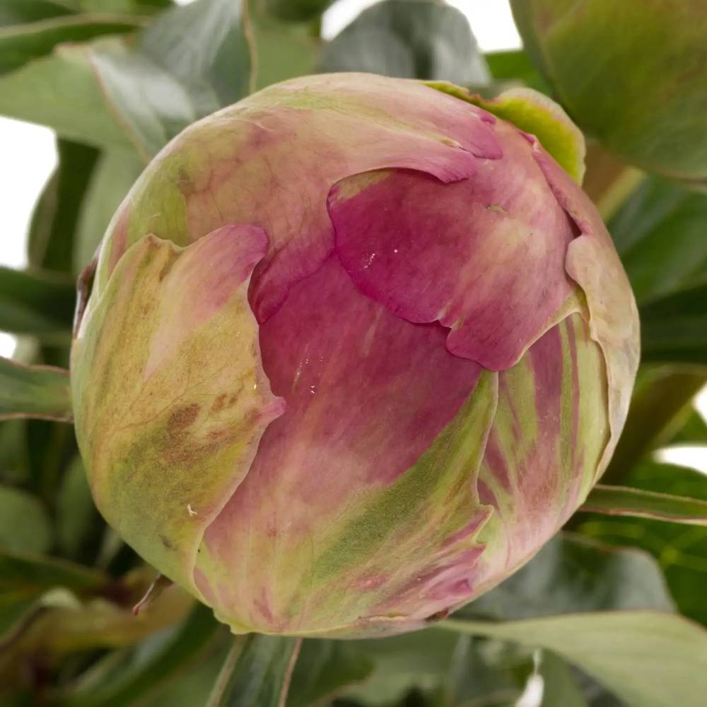 Pfingstrose pink Jazz 60cm