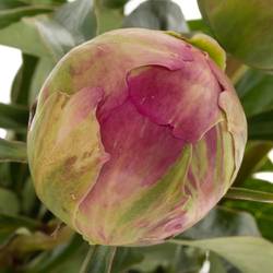 Pfingstrose pink Jazz 60cm