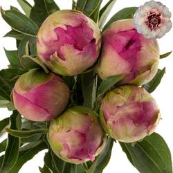 Pfingstrose pink Jazz 60cm