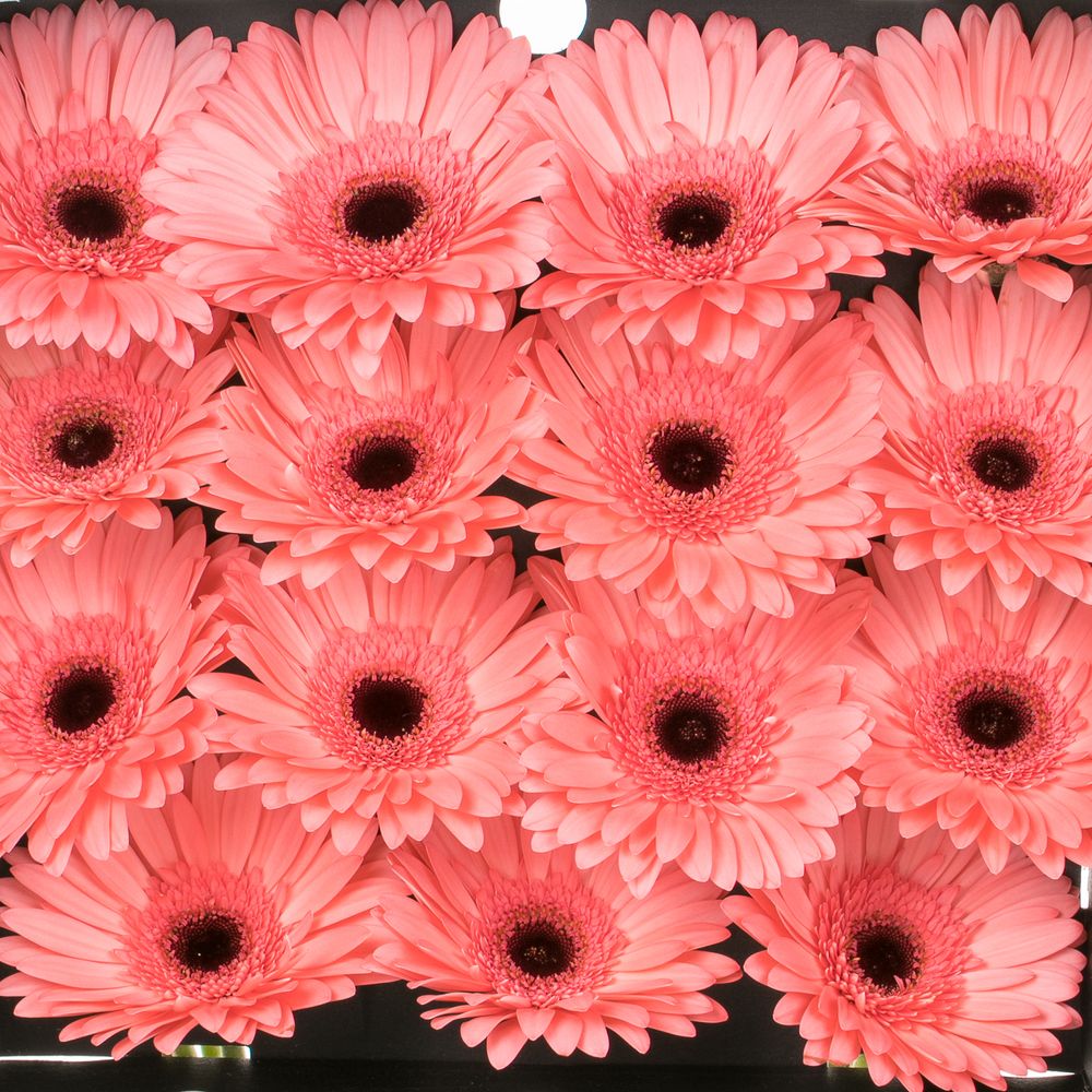 Gerbera rosa Scala