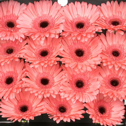 Gerbera rosa Scala