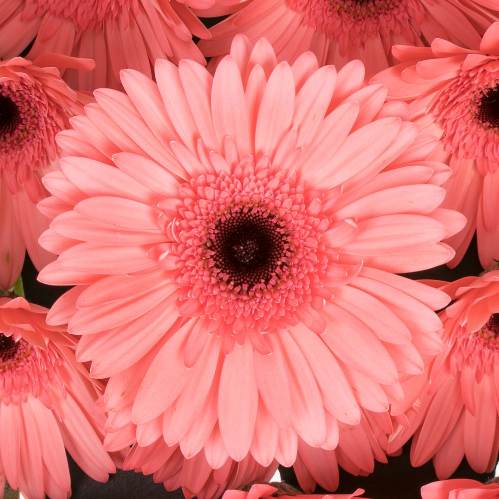 Gerbera rosa Scala