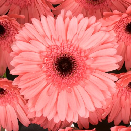 Gerbera rosa Scala