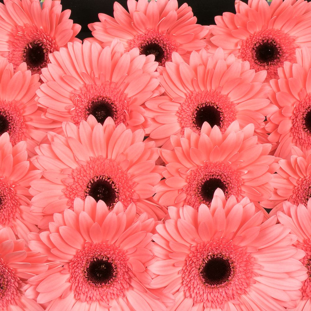Gerbera rosa Scala
