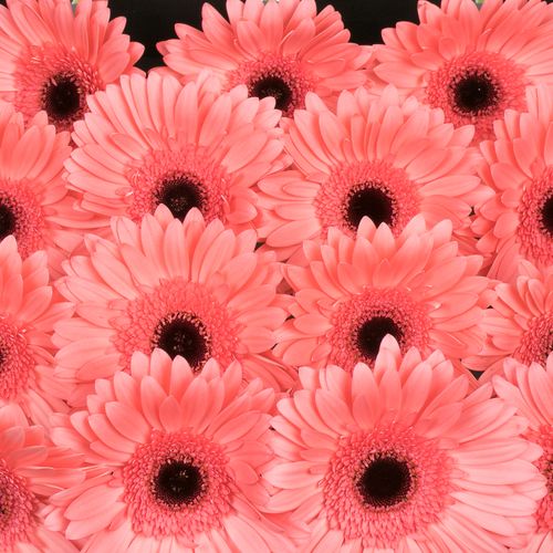Gerbera rosa Scala