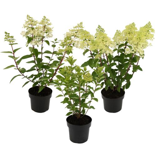 Hortensie Pan mix T23 H050
