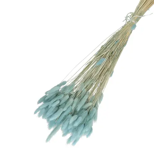 Trocken Lagurus hell blau L65cm 100gr