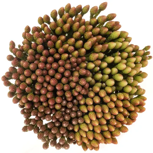 Brunia Laevis rot Natur 50cm