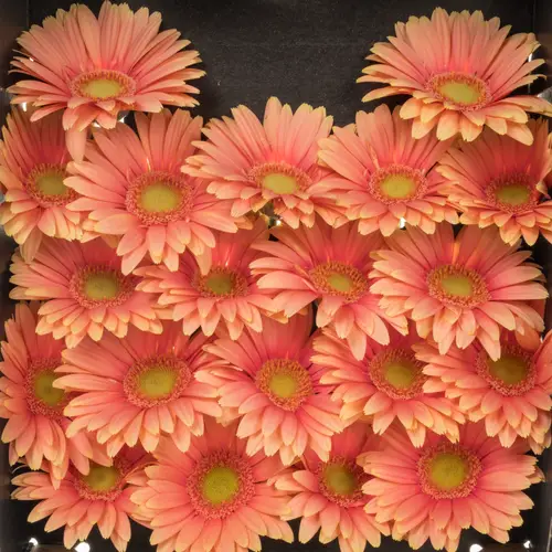 Germini apricot/rosa Dora