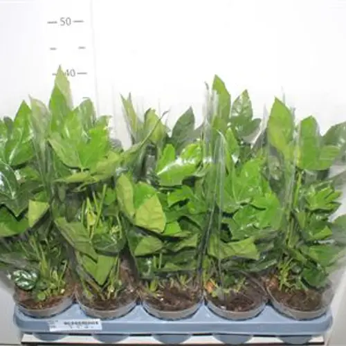 Fatsia Japonica grün T12 H045