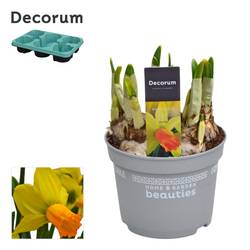 Narzisse 5er gelb/orange Jetfire T12 H017