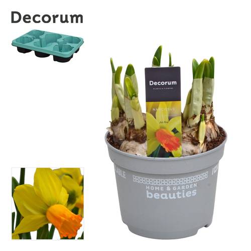 Narzisse 5er gelb/orange Jetfire T12 H017