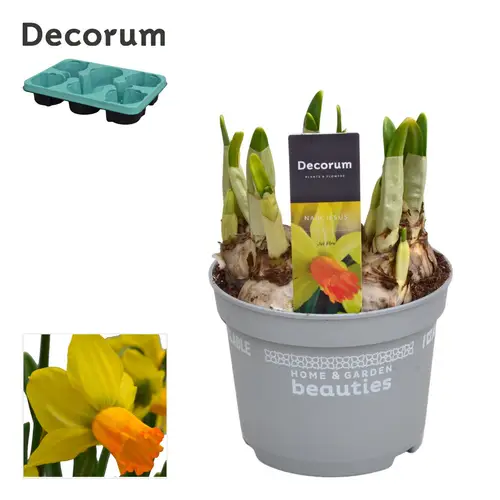 Narzisse 5er gelb/orange Jetfire T12 H017