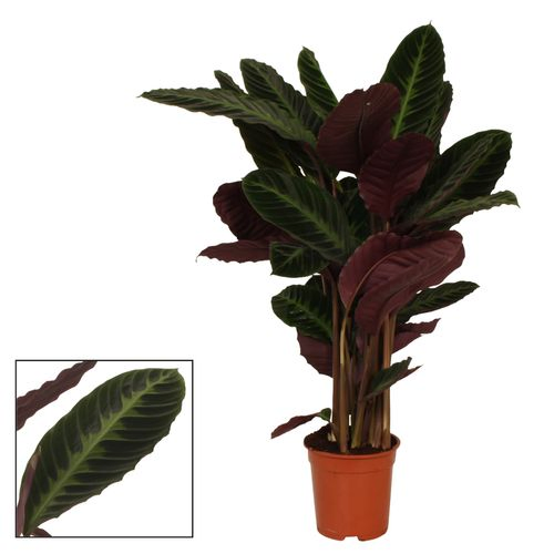 Calathea Warcewiczii T21 H105