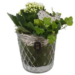 Kal.Arr PTIG2685 T12 H022