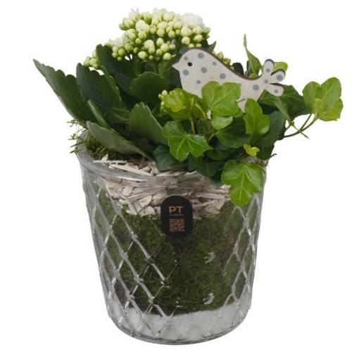 Kal.Arr PTIG2685 T12 H022