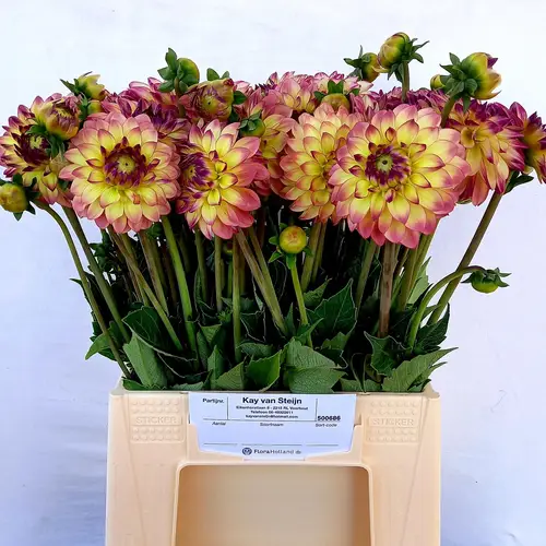 Dahlia orange/gelb Pink and Yellow 50cm