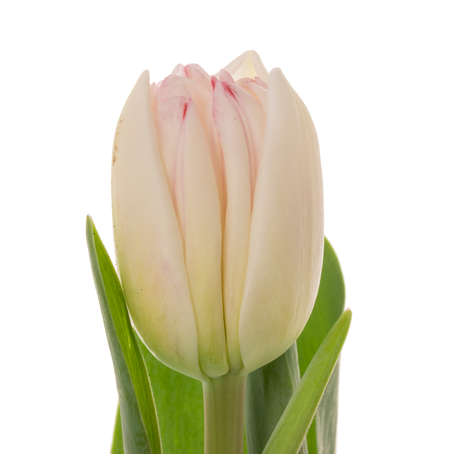 Tulpe rosa Foxtrot Coas Tulip 40 Gramm