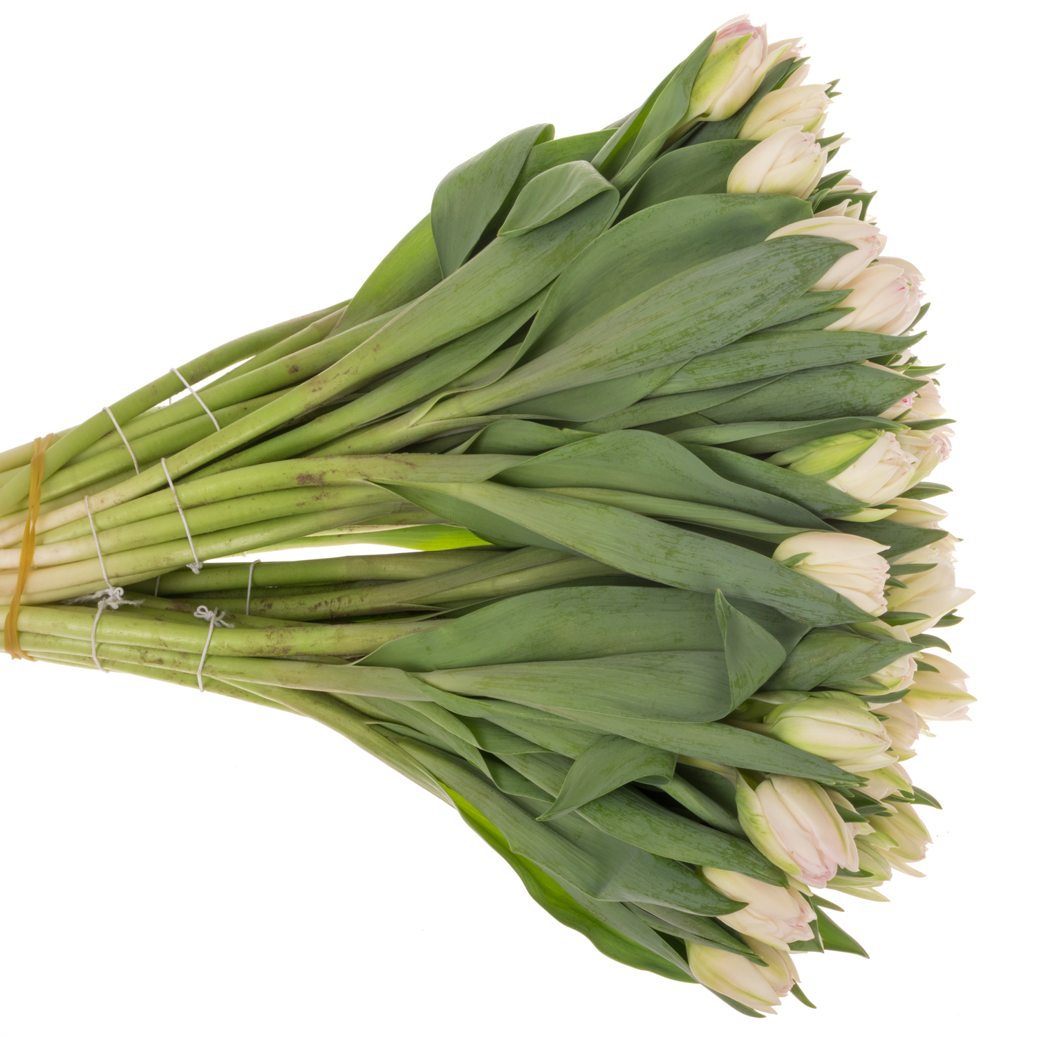 Tulpe rosa Foxtrot Coas Tulip 40 Gramm