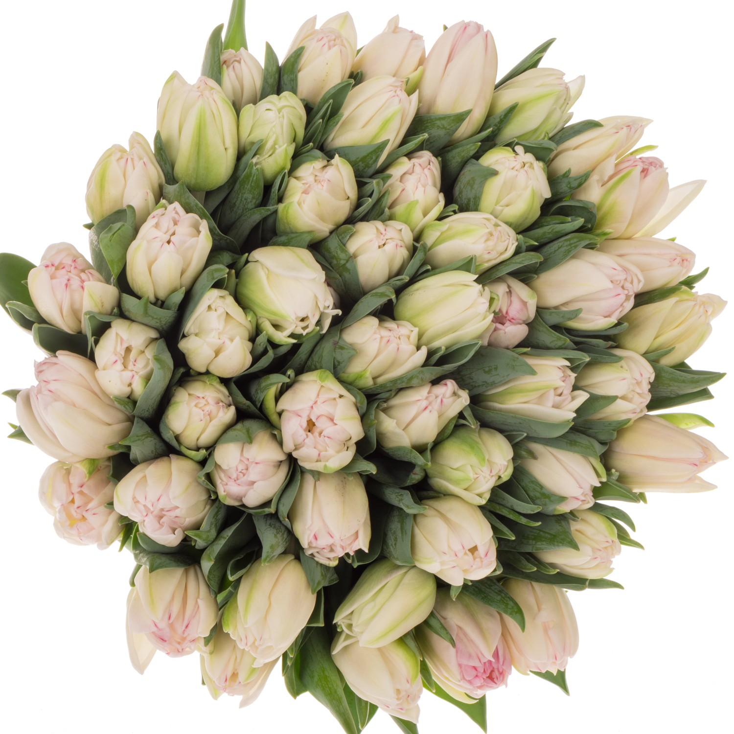 Tulpe rosa Foxtrot Coas Tulip 40 Gramm