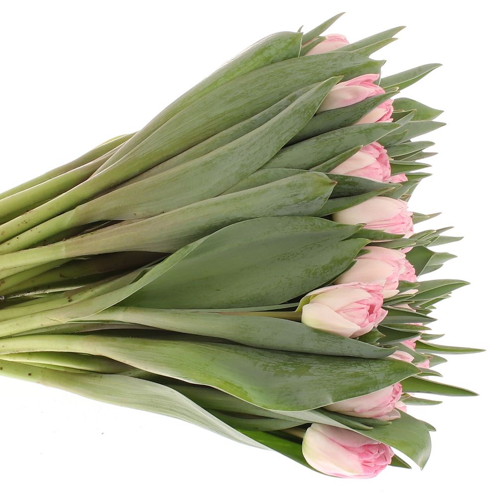 Tulpe rosa Foxtrot 32 Gramm