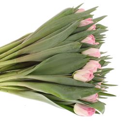 Tulpe rosa Foxtrot 32 Gramm