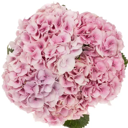 Hortensie rosa Vienna Bol 20cm 60cm