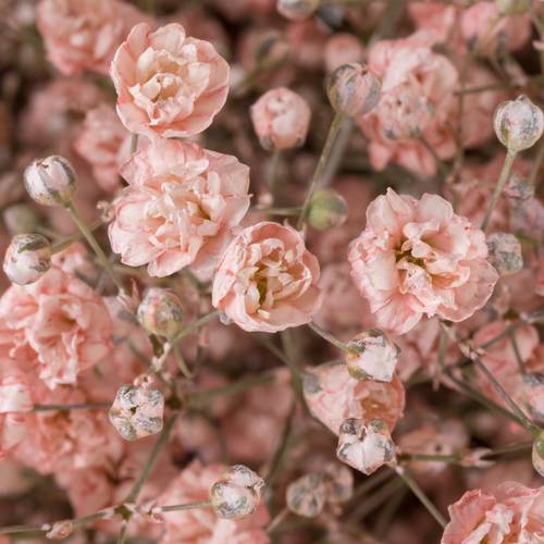 Gyps hell rosa grosse Blüte gefärbt