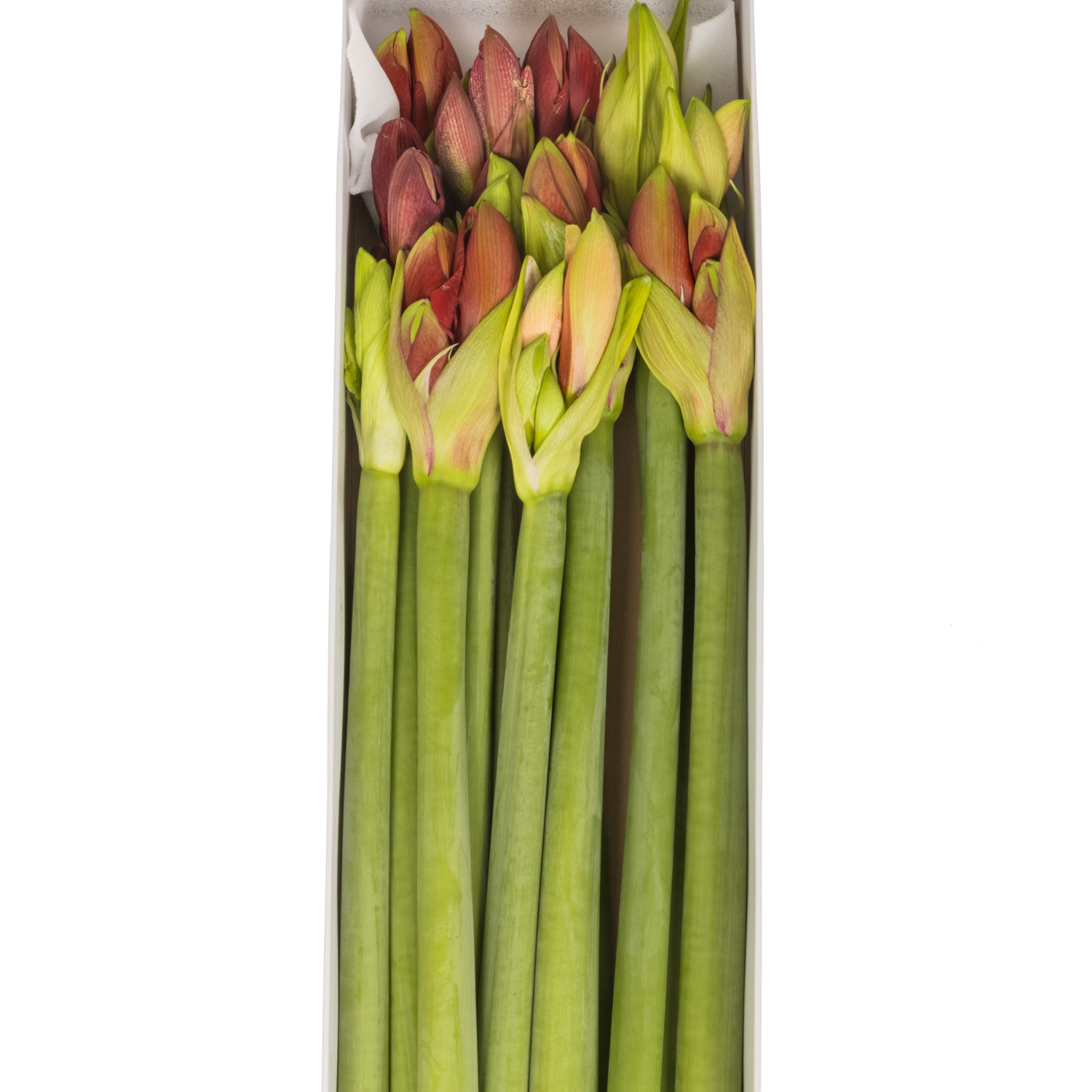 Amaryllis Krt.mix  Beaumonde x 12