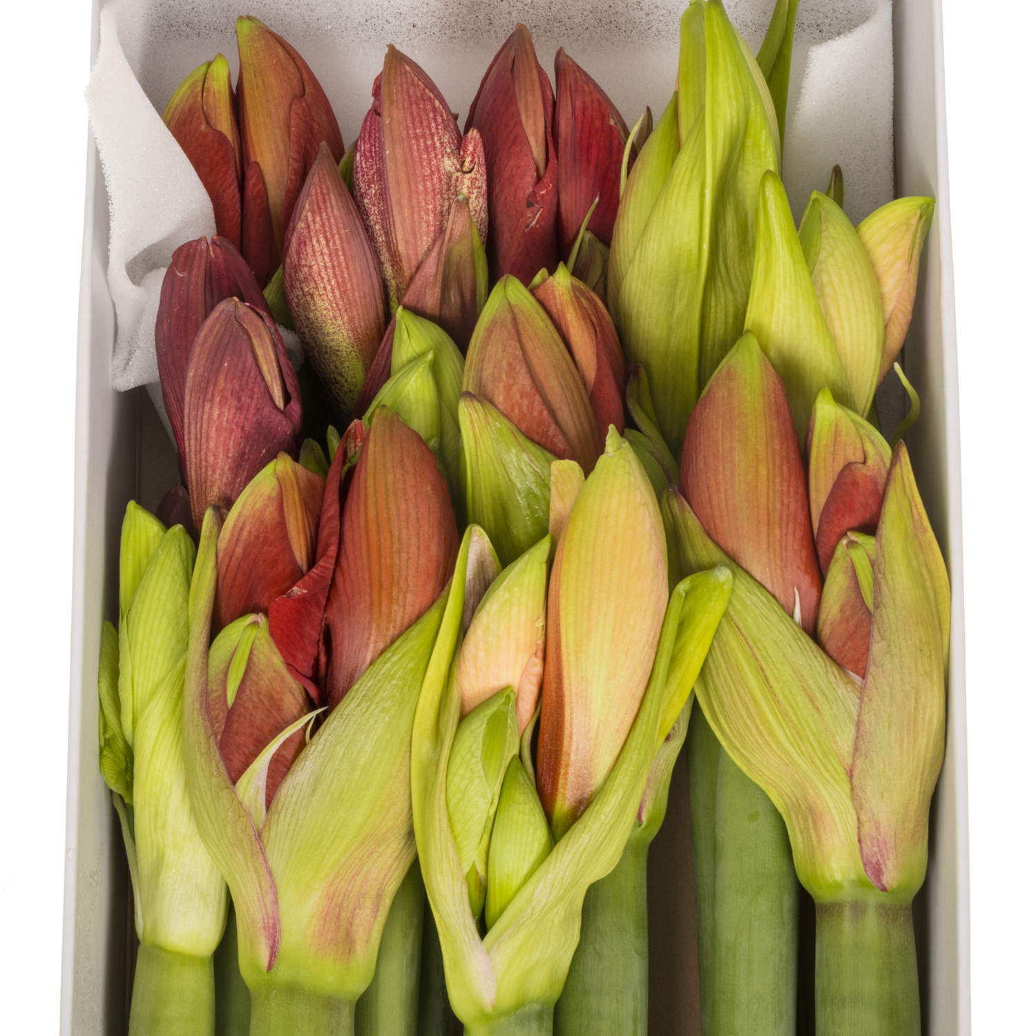 Amaryllis Krt.mix  Beaumonde x 12