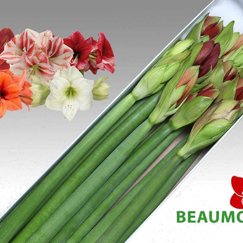 Amaryllis Krt.mix  Beaumonde x 12